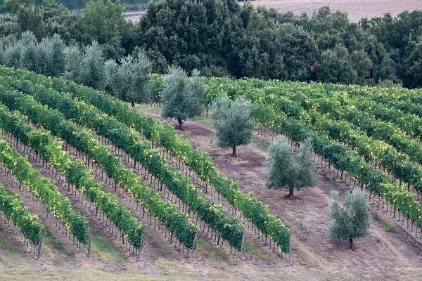 Eggers, Julie 아티스트의 Italy-Tuscany Vineyard and olive trees in the Tuscan landscape작품입니다.